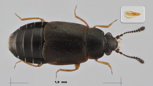 Réf. 272 623 : Proteinus ovalis